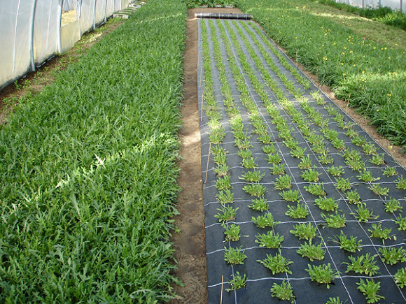 Агротекстиль Agrojutex 100г/м2 - 3.30x100м