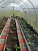Агротекстиль Agrojutex 100г/м2 - 1.65x10м