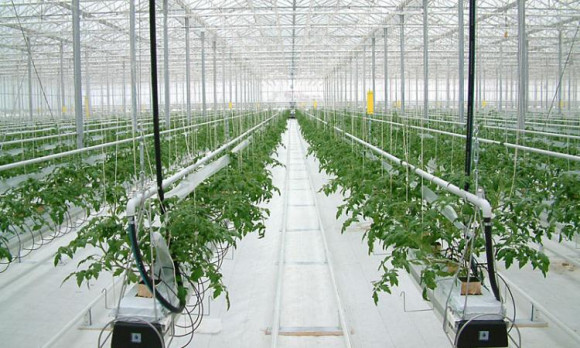 Агротекстиль Agrojutex белый 130г/м2 - 1.65x100м